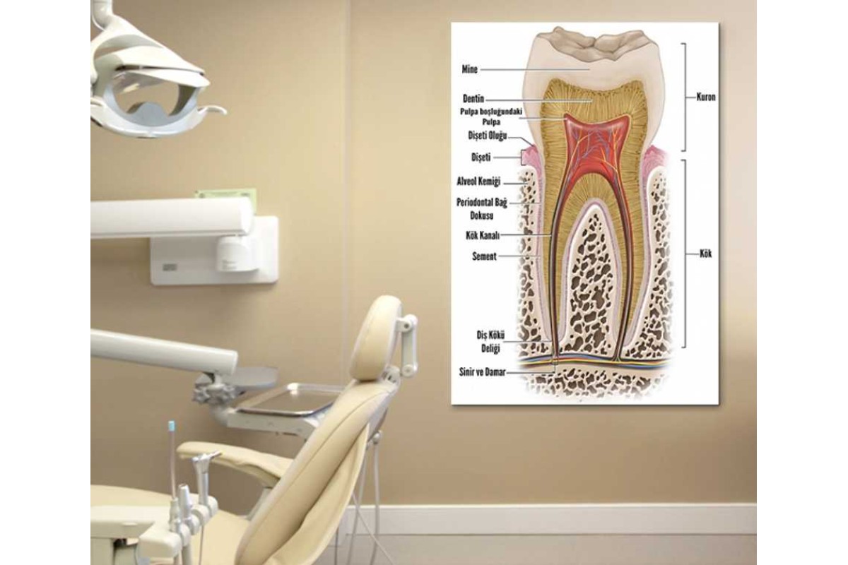 Tptsrdt12 - Diş Anatomisi, Dişin Yapısı Diş Doktoru, Diş Hekimi, Diş Kliniği, Diş Hastanesi, Dişçi, Ortodonti Kanvas Tablo