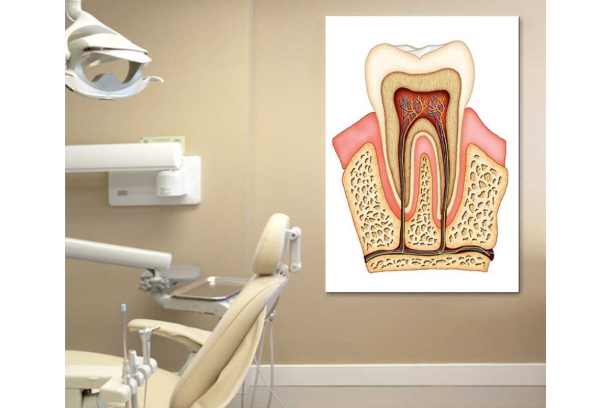 Tptsrdt13 - Diş Anatomisi, Dişin Yapısı Diş Doktoru, Diş Hekimi, Diş Kliniği, Diş Hastanesi, Dişçi, Ortodonti Kanvas Tablo