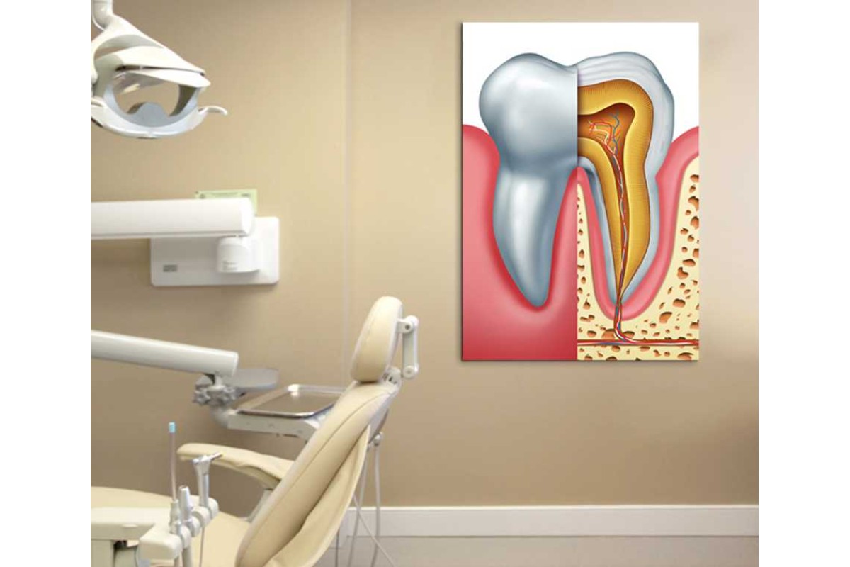 Tptsrdt8 - Diş ve Dişin Yapısı Diş Doktoru, Diş Kliniği, Diş Hastanesi, Dişçi Kanvas Tablo